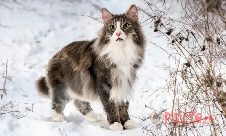 Norwegian Forest Cat