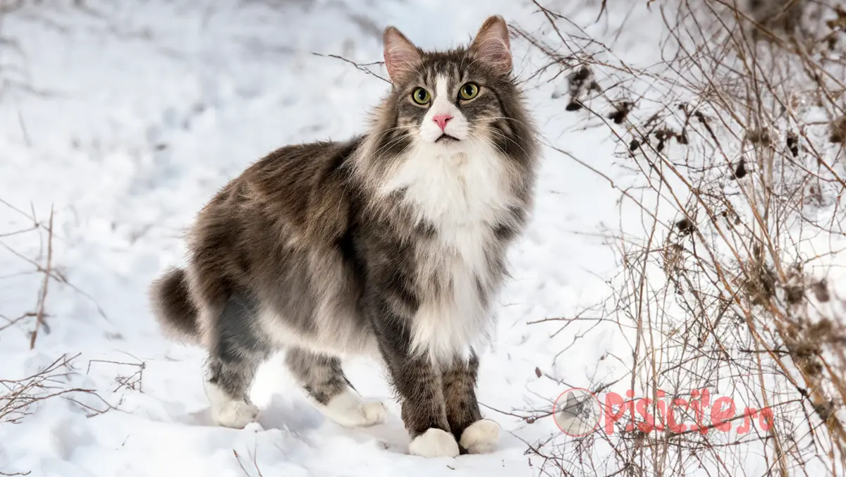 Norwegian Forest Cat