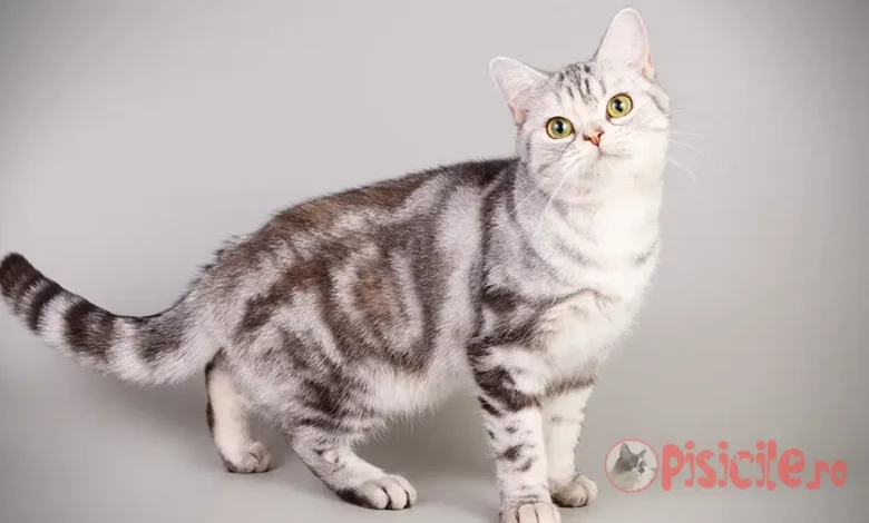 The American Shorthair cat