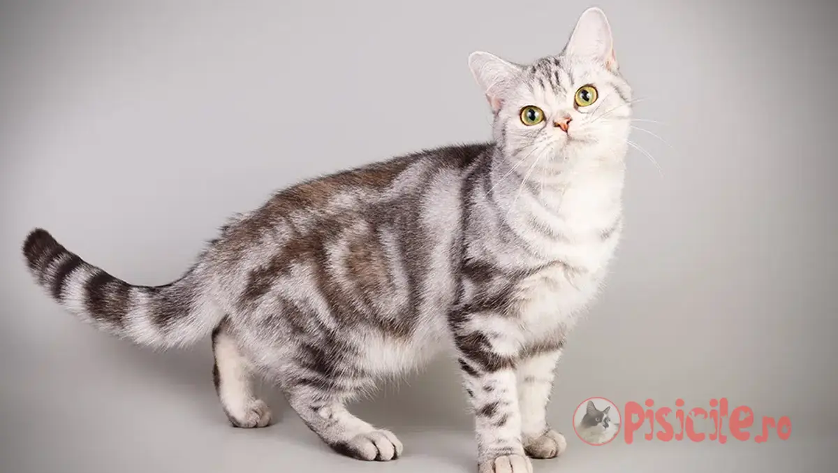 The American Shorthair cat