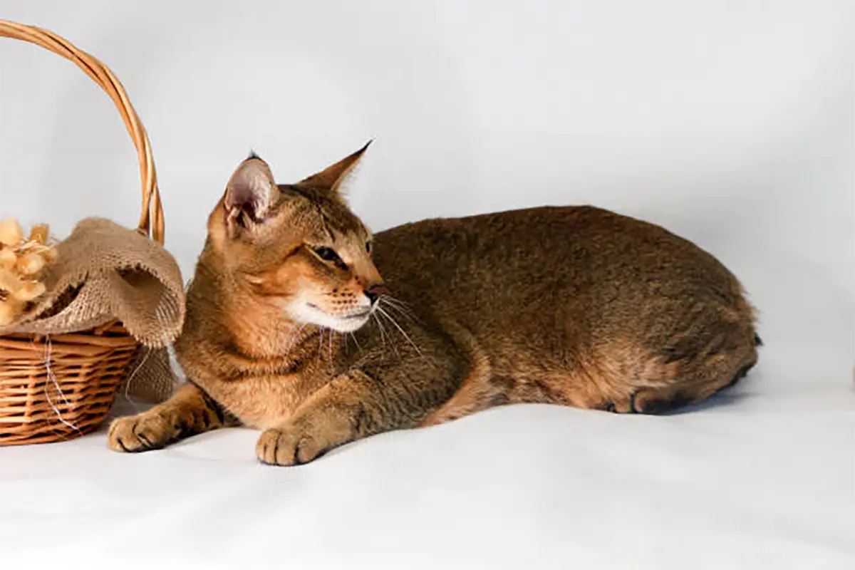 Chausie purebred cat