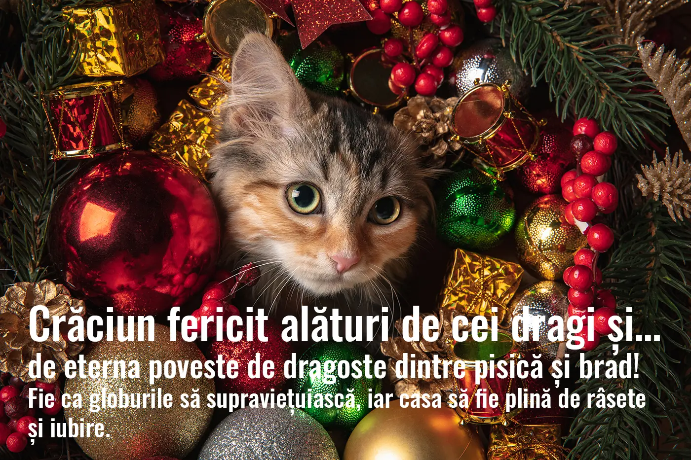 Christmas wishes for cat lovers. Funny messages.