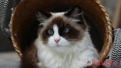 Ragdoll katt