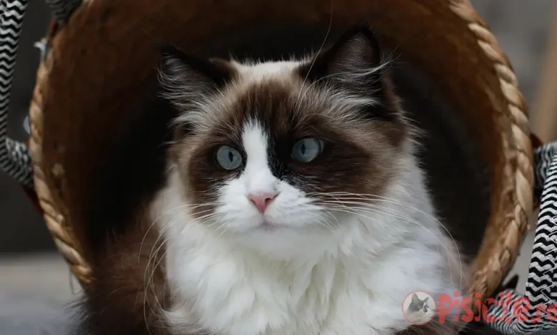 Ragdoll cat