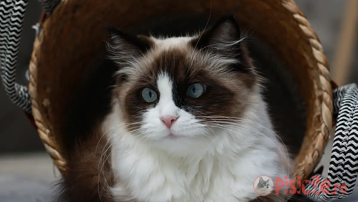 Ragdoll cat