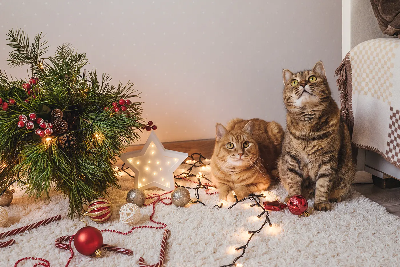 Cats with Christmas decorations