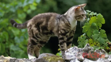 American Wirehair-Katzenrasse