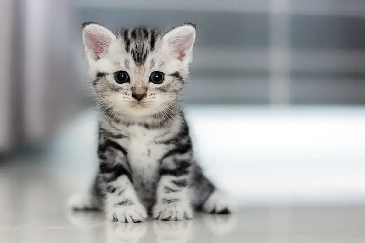 American Shorthair kittens