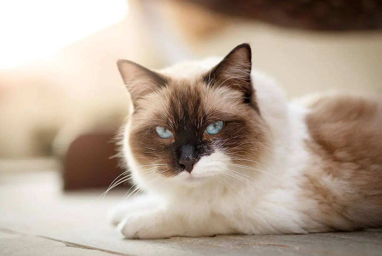 Ragdoll cat with blue eyes