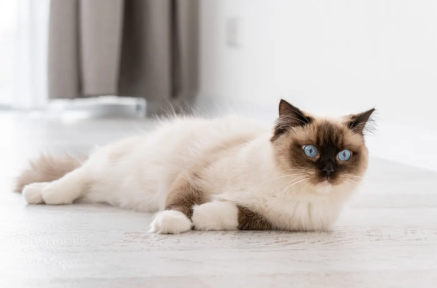 Ragdoll cat