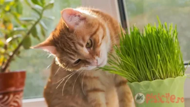 Ali vaša mačka ne reagira na mačjo meto? Ni razloga za skrb.