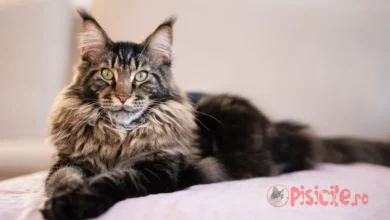 Maine Coon. Самая крупная порода домашней кошки.