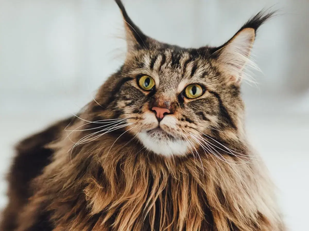 Maine Coon - Cat