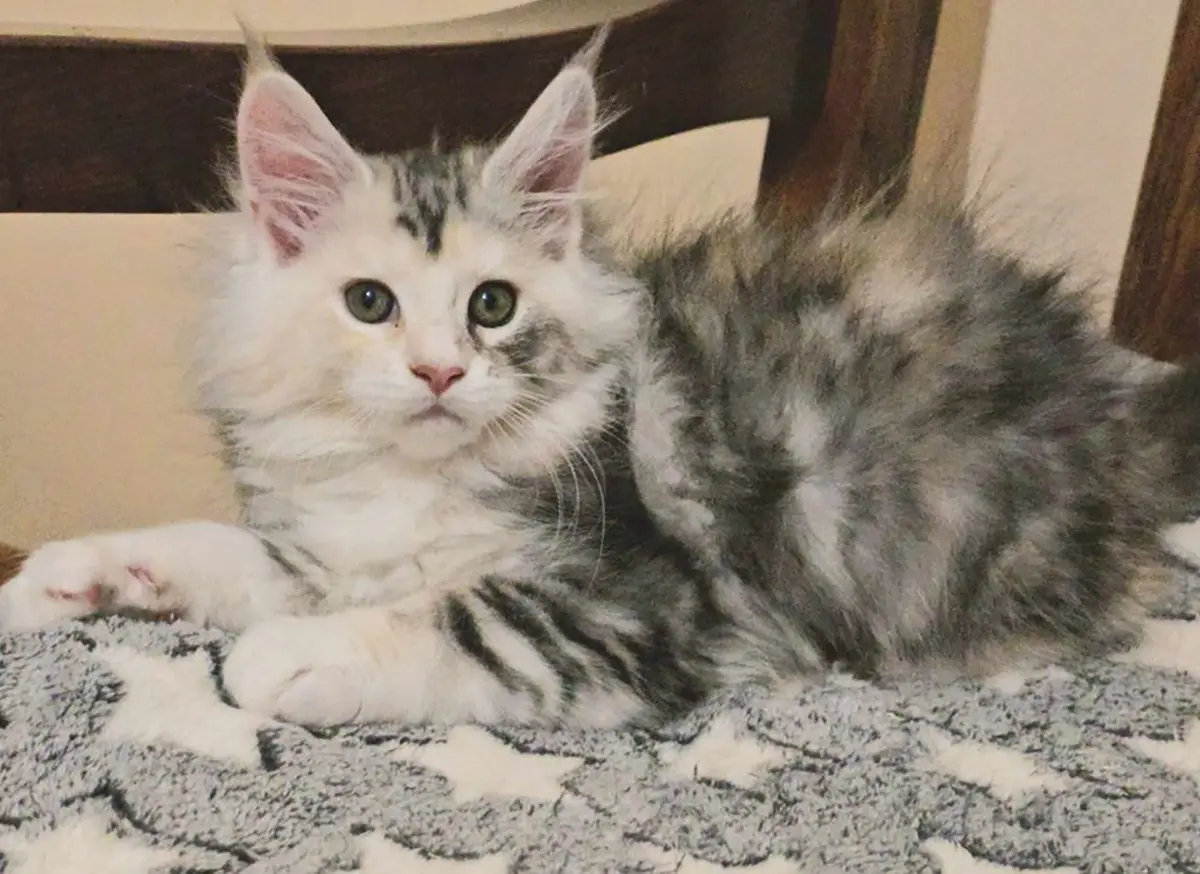 Maine Coon cica