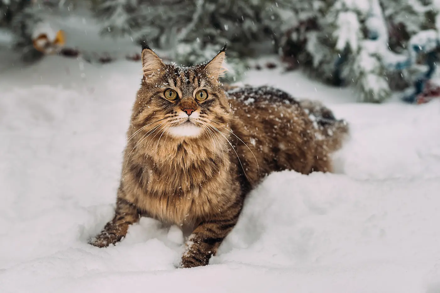 Maine Coon hóban