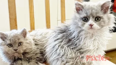 Selkirk-Rex. Una raza de gato absolutamente interesante.