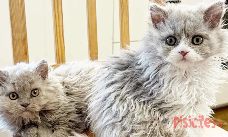 Selkirk Rex. O rasă de pisici absolut interesantă.