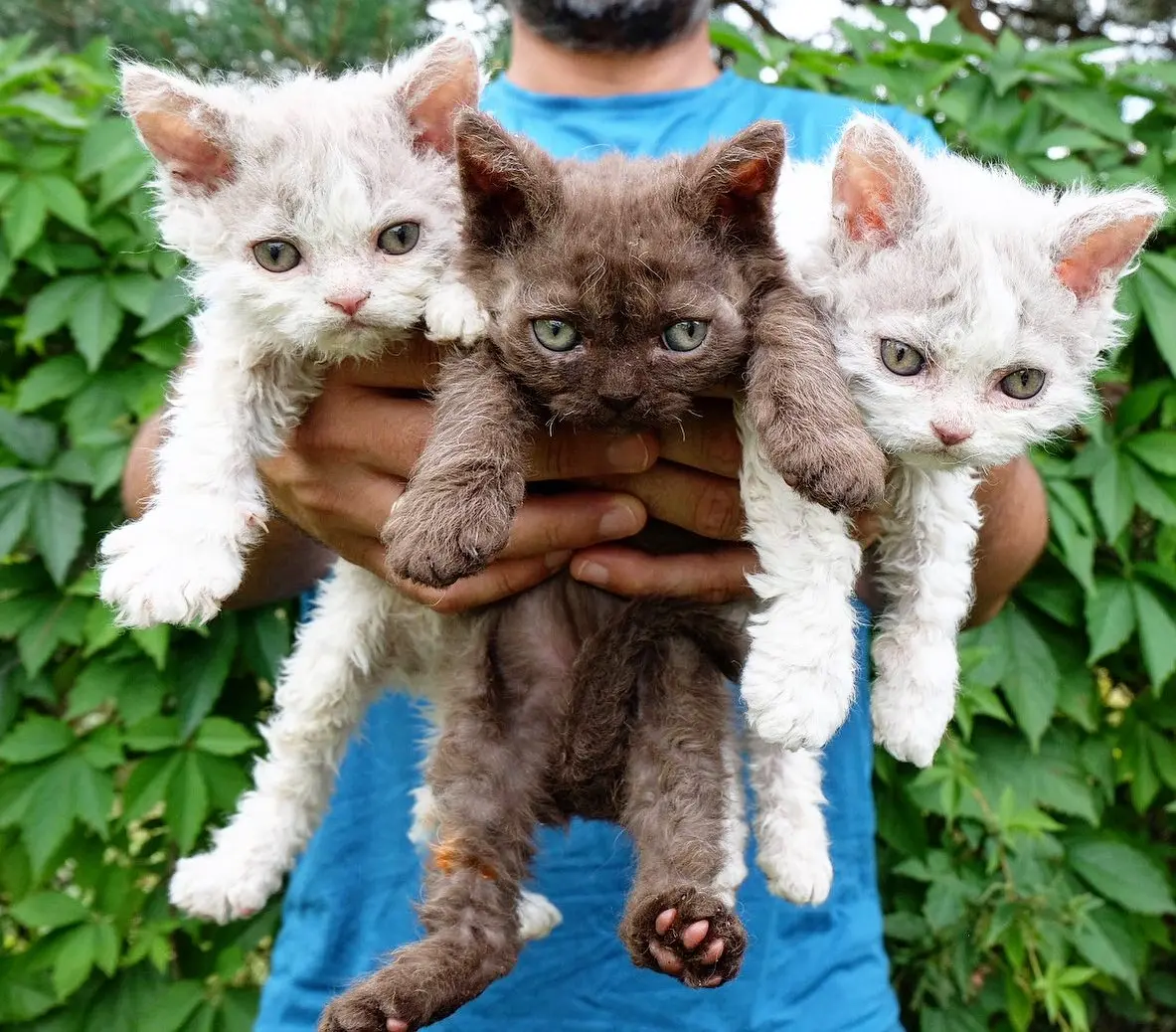 Selkirk Rex cicák