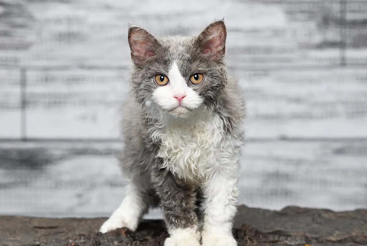 Selkirk Rex macska