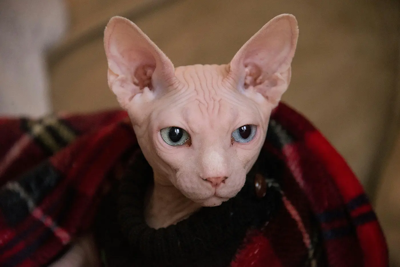 Charakteristické fyzické rysy kočky Sphynx