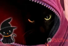 Mythes et superstitions sur les chats noirs