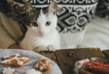 Biscoitos da casa para gatos