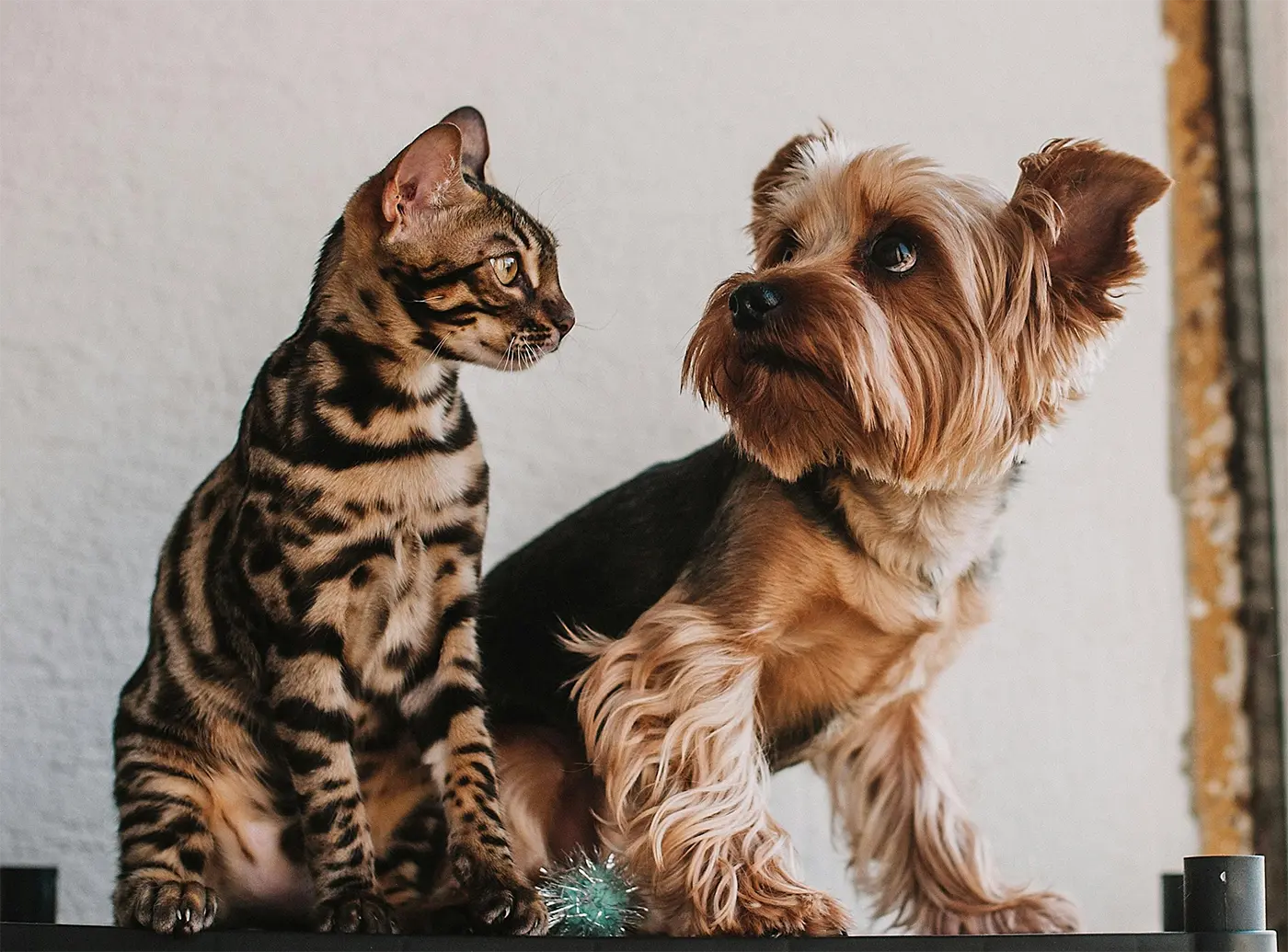 猫と犬は一緒に遊ぶことができます。