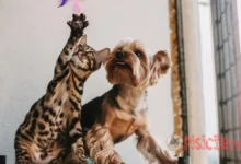 Chien et chat dans la même maison.