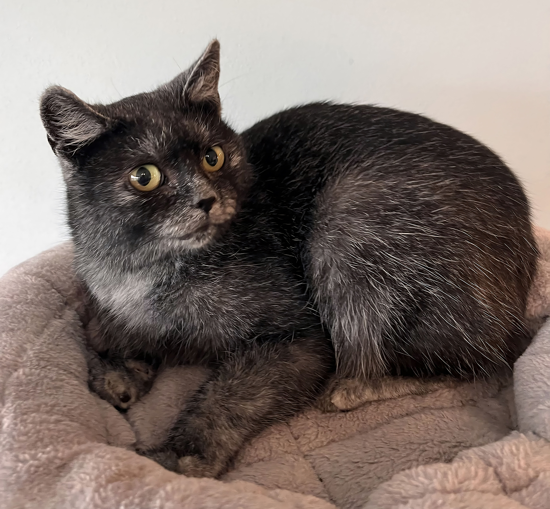 Translvaniska katter