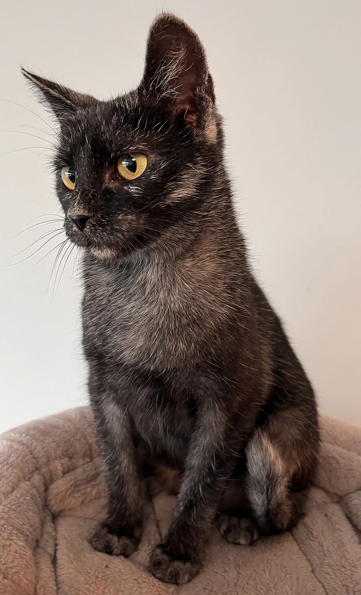 The Transylvanian Cat Wolf like Features And A Gray Coat 