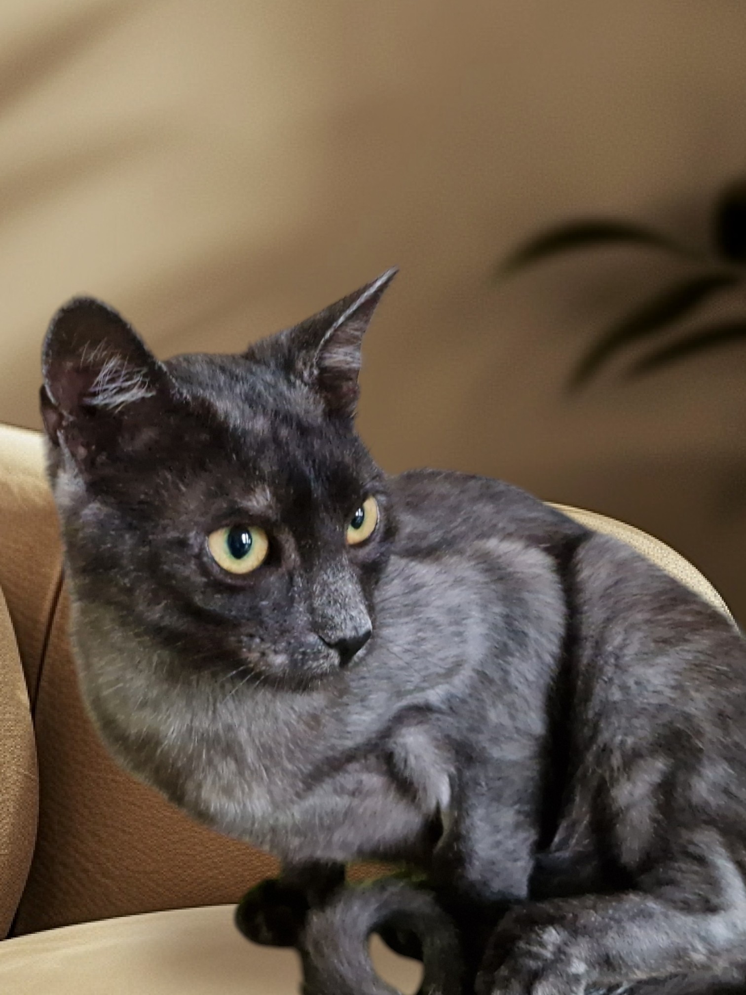 Translvaniska katter