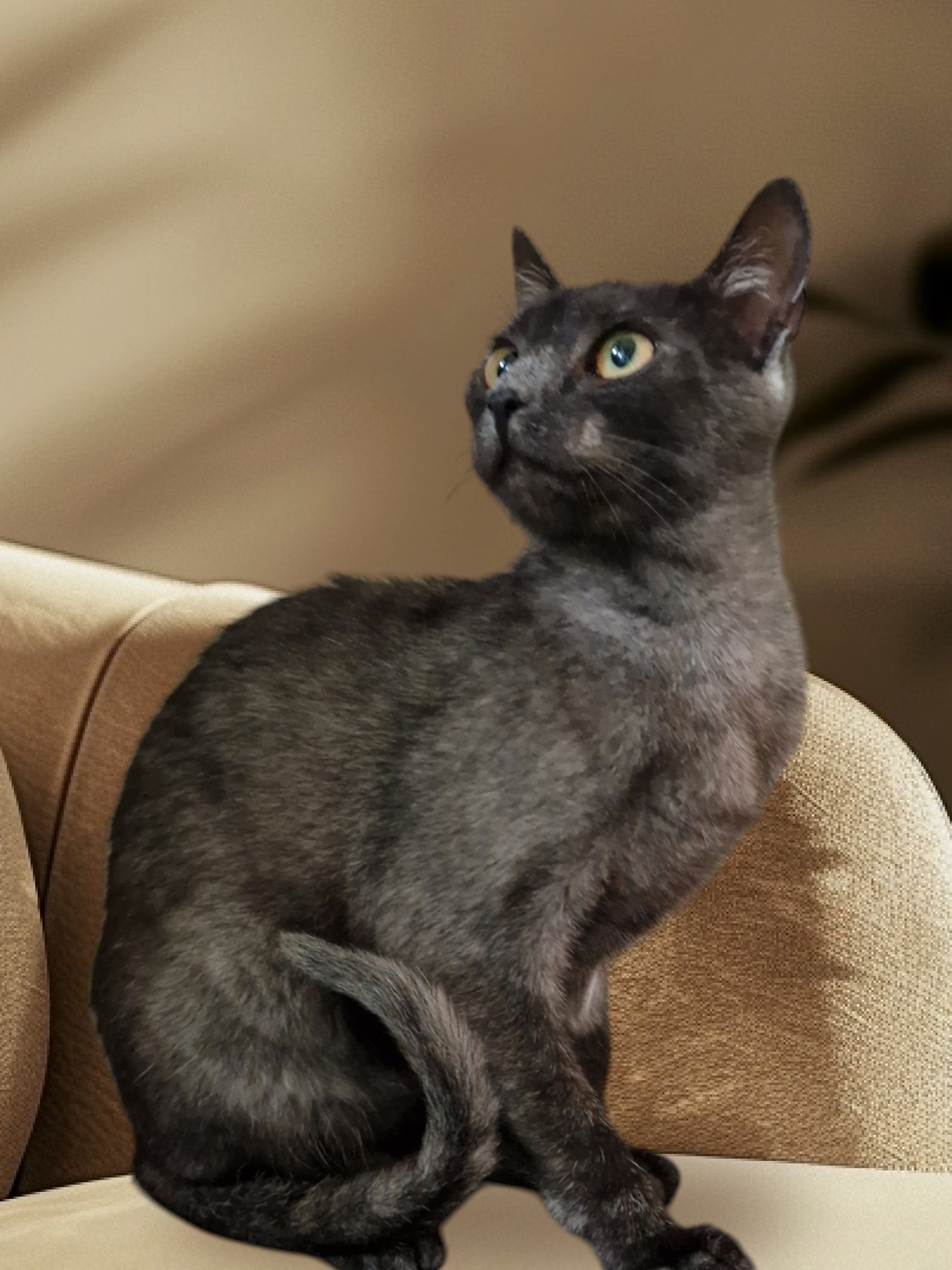 Translvaniska katter