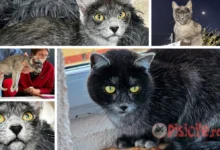 Transylvanisk katt - ras