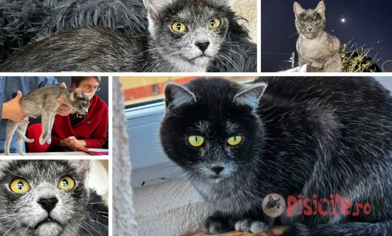 Transylvanisk katt - ras
